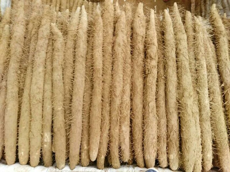麻山药3~4厘米