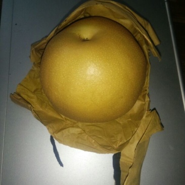 丰水梨450~500g纸袋