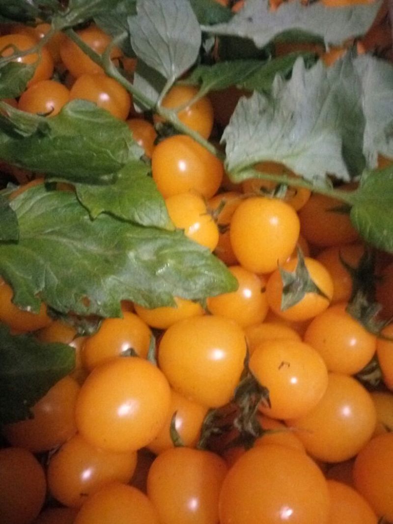金蜜佳小番茄10克以上