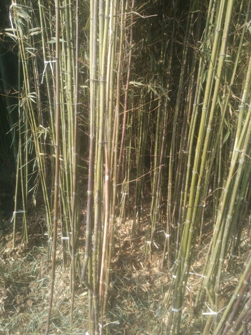 斑竹2~3m