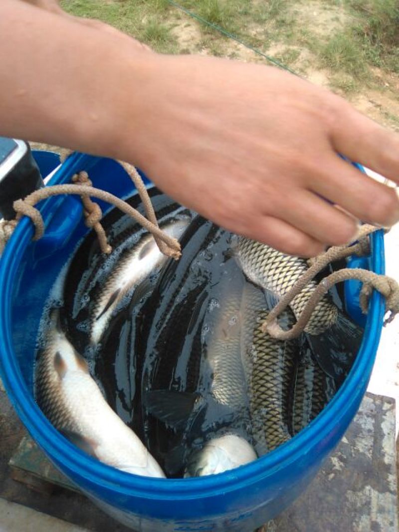 金草鱼1~2.5公斤人工养殖食用活鱼