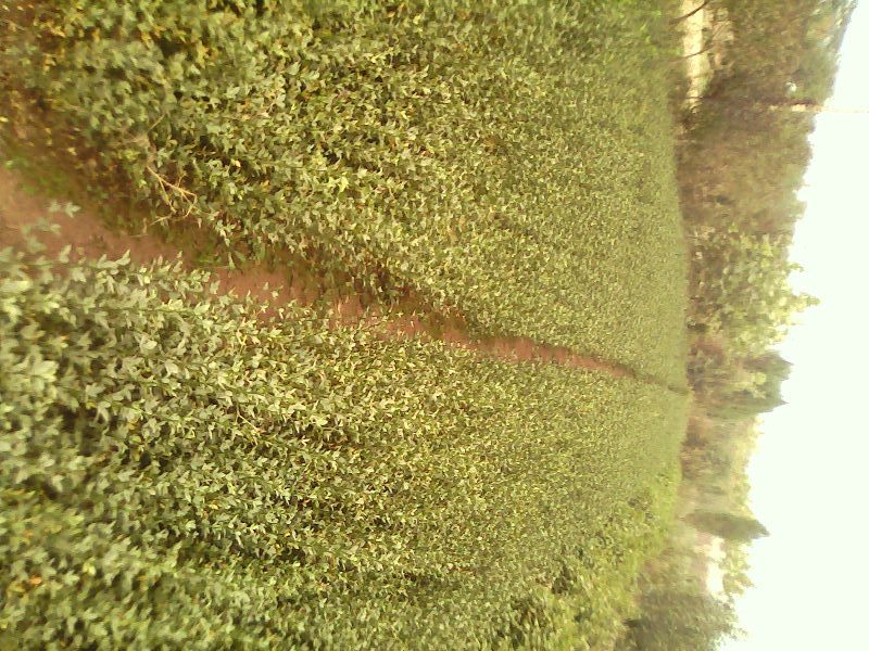 枸橘苗30~50cm