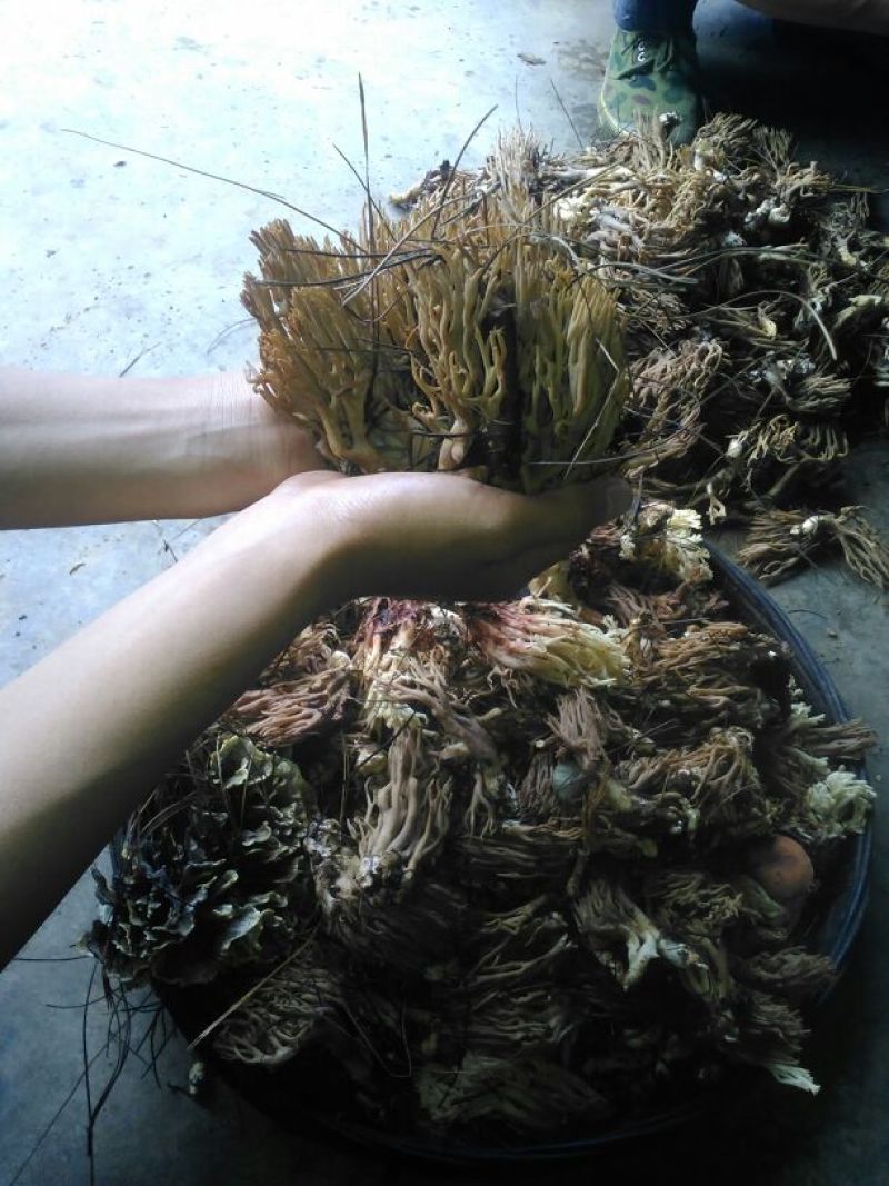 野生菌扫把菌，菌体形俊俏，色泽秀美，营养丰富，味道鲜美.