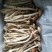鲜茶树菇12cm
