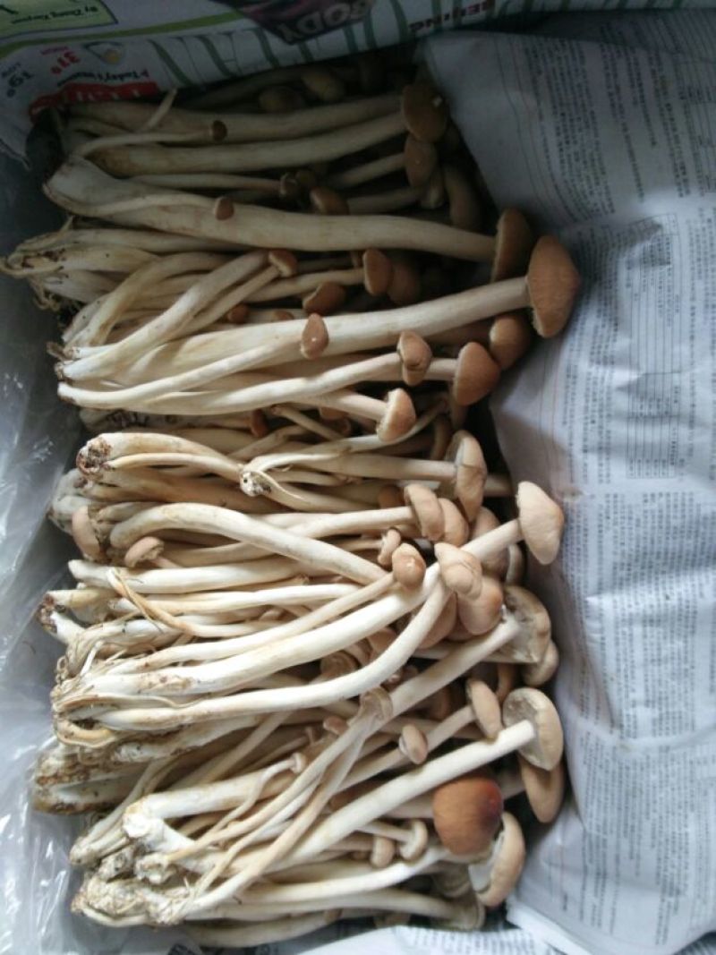 鲜茶树菇12cm