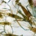 河虾活虾16~20只/kg