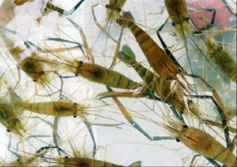 河虾活虾16~20只/kg