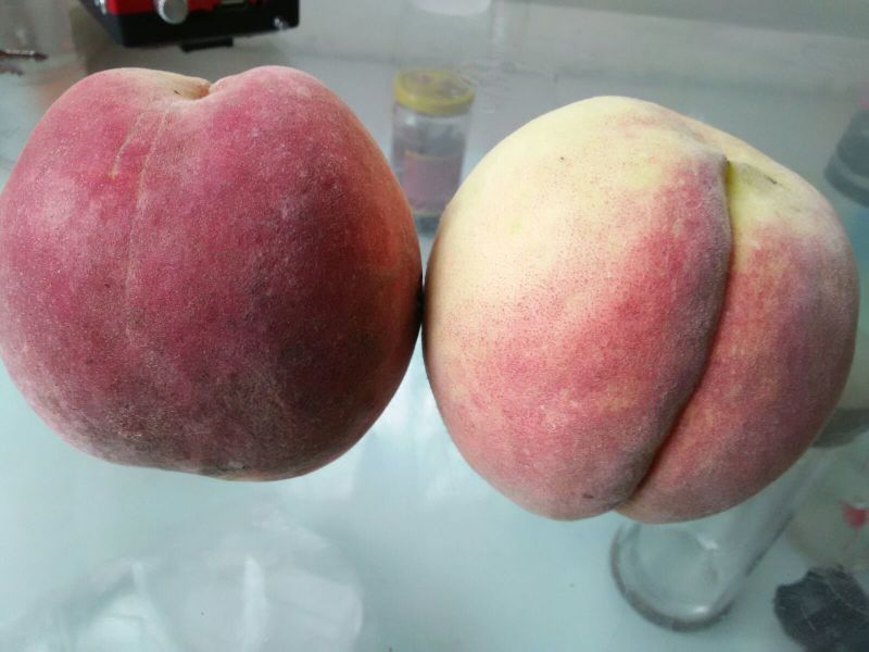 桃树苗
