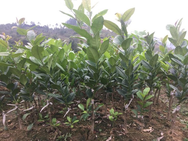 香水柠檬树苗