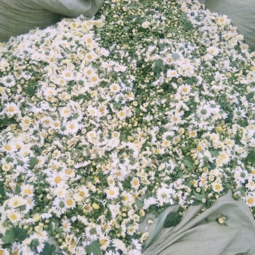 菊花茶