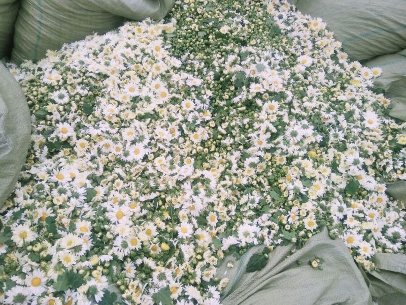 菊花茶