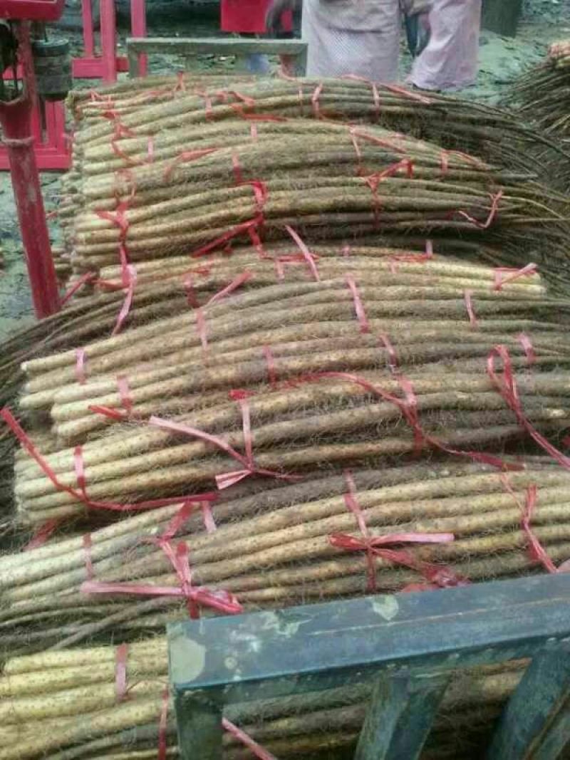 铁棍山药3~4厘米特级通货70~90厘米