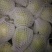 鸭梨200~250g纸加膜