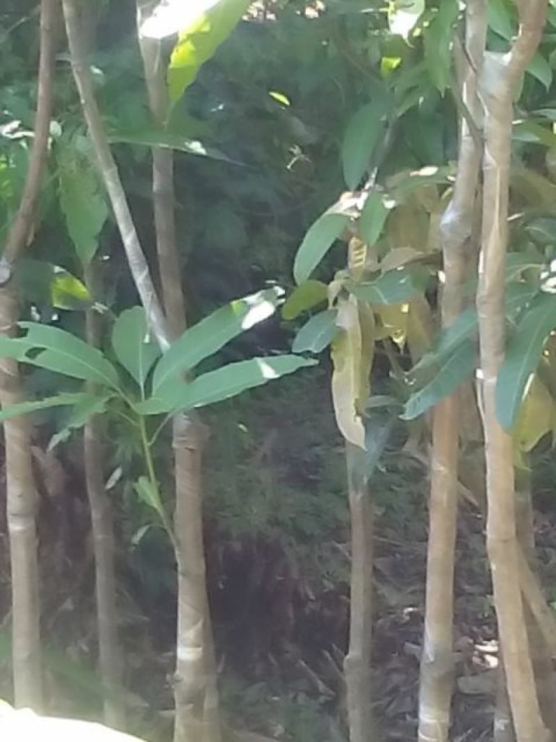 芒果树