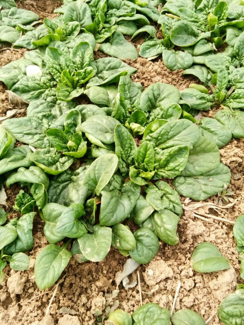 大叶菠菜15~20厘米