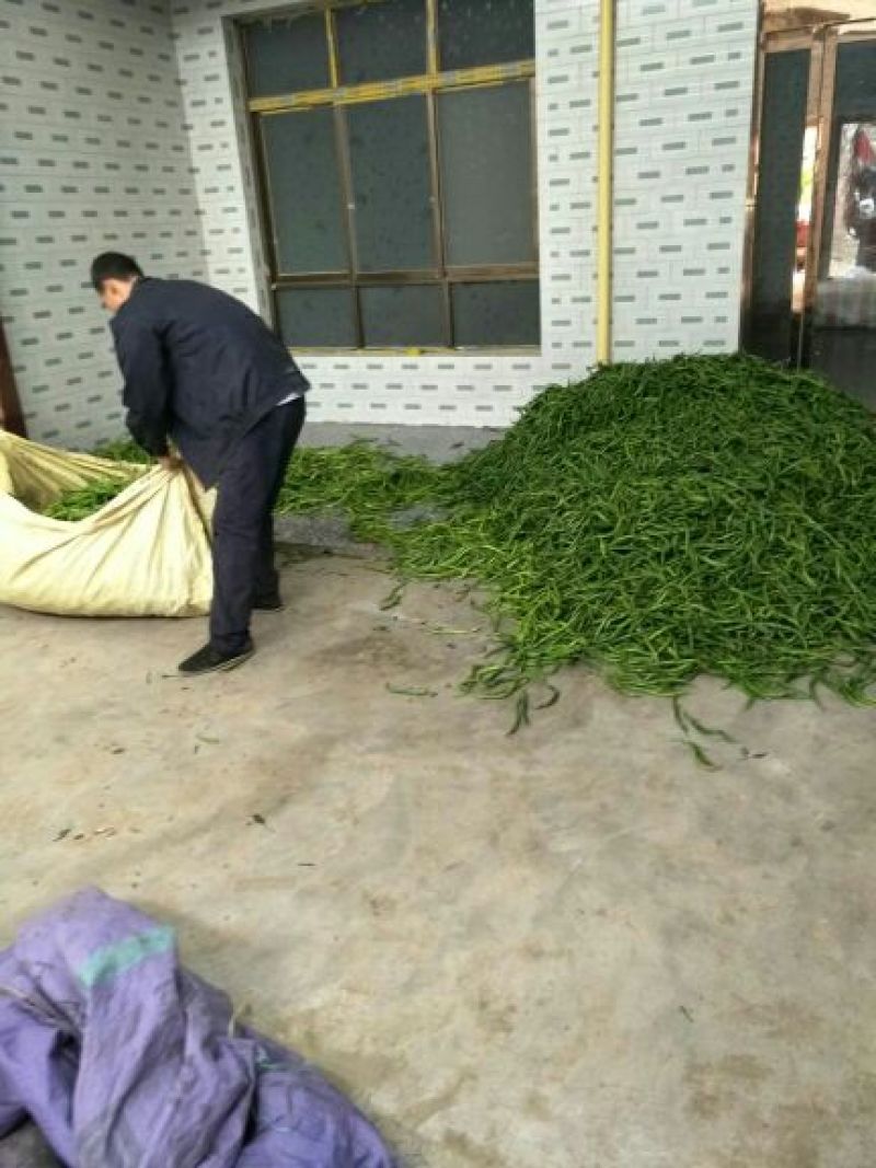 精品二荆条辣椒15~20厘米青中辣，保质保量