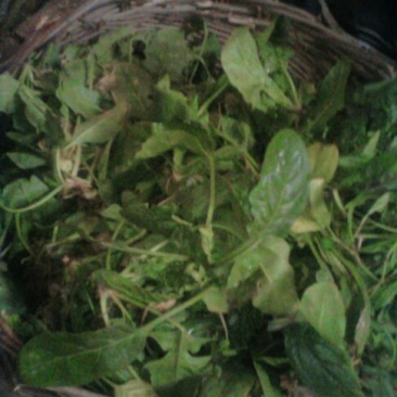 大叶菠菜10~15厘米
