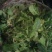 大叶菠菜10~15厘米