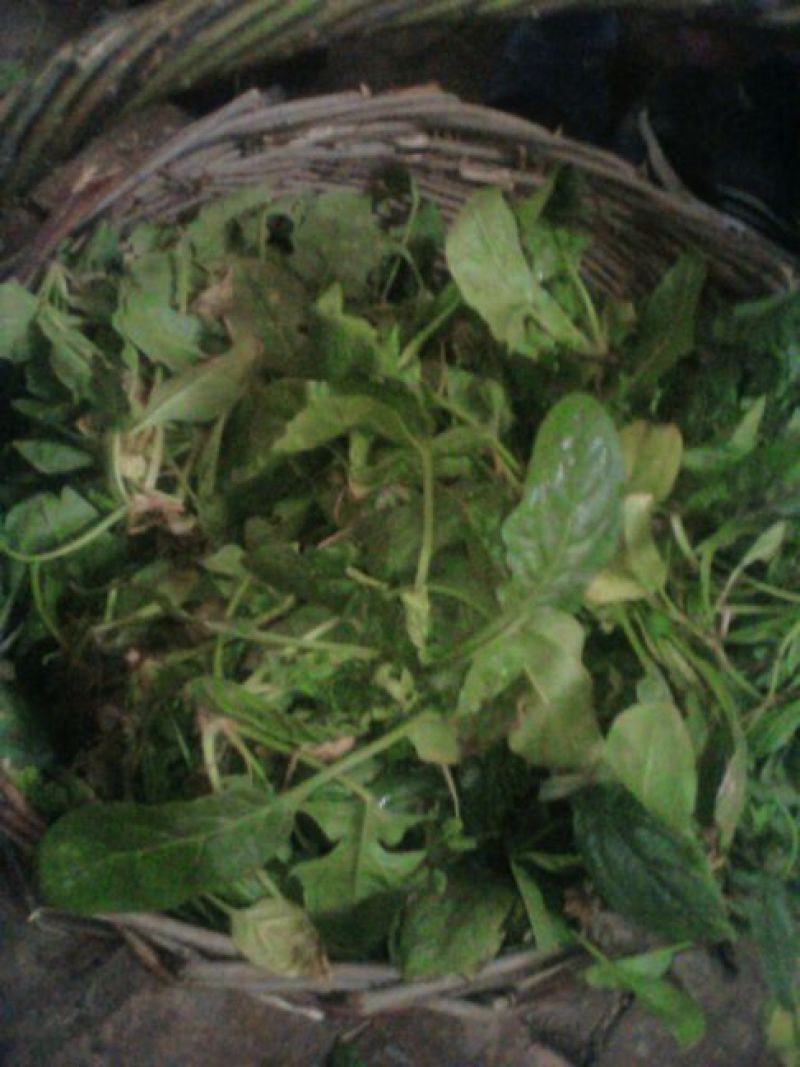 大叶菠菜10~15厘米