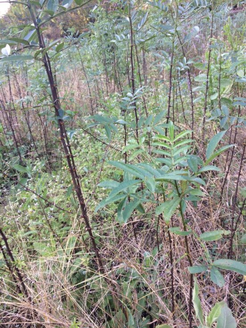 青椒苗