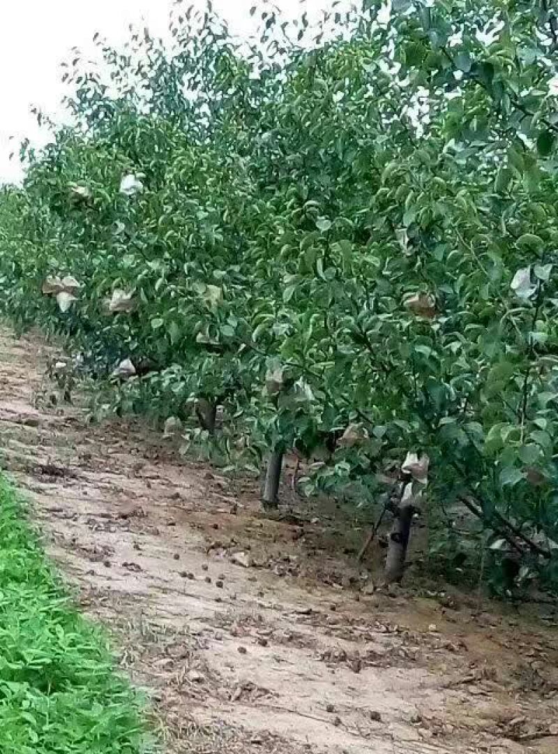 酥梨350~400g纸袋