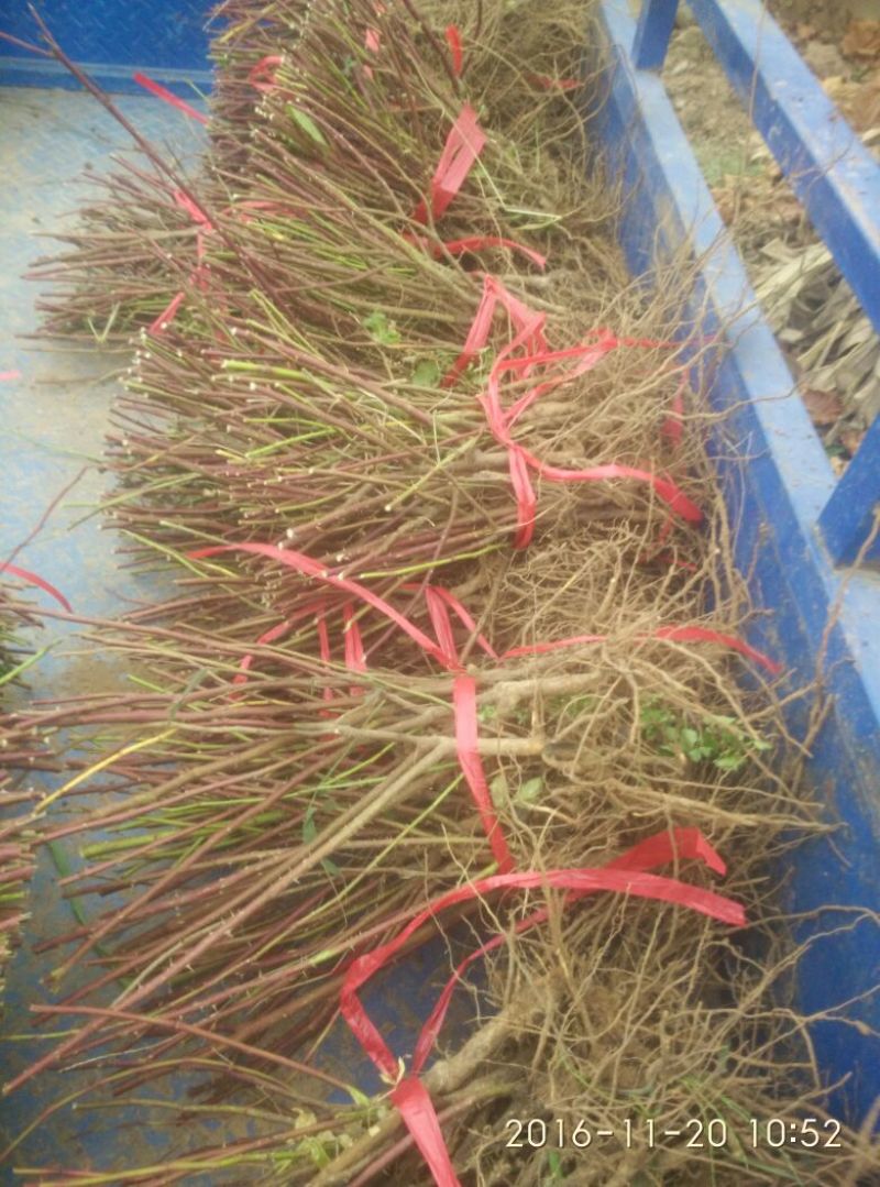 玫瑰盆花四季玫瑰地里现起苗包邮价格2.8元一颗