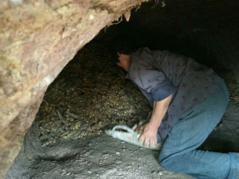 小黄姜