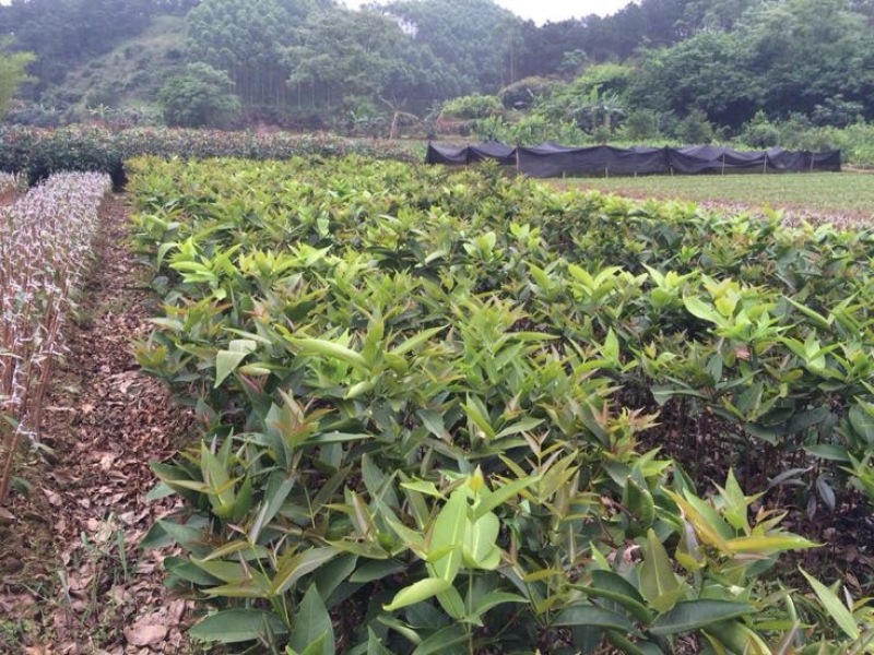莲雾种苗