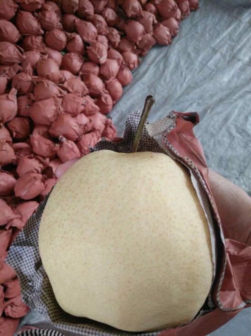 贡梨