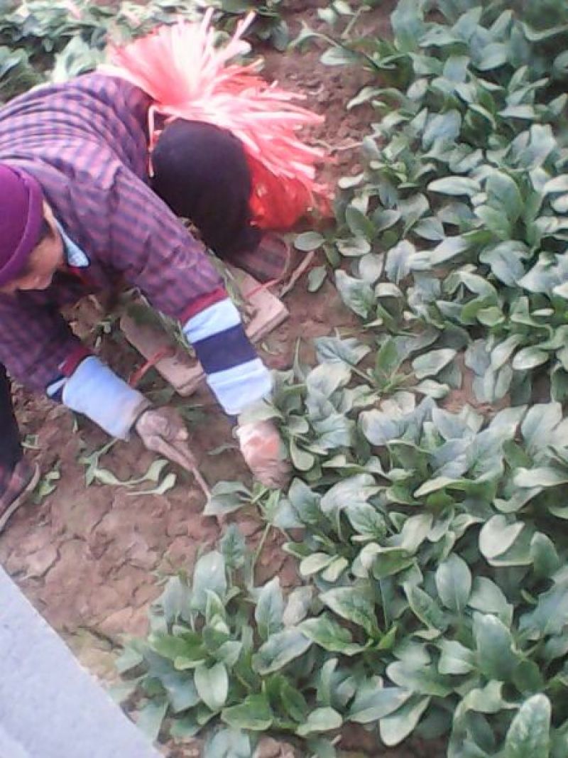 名门菠菜