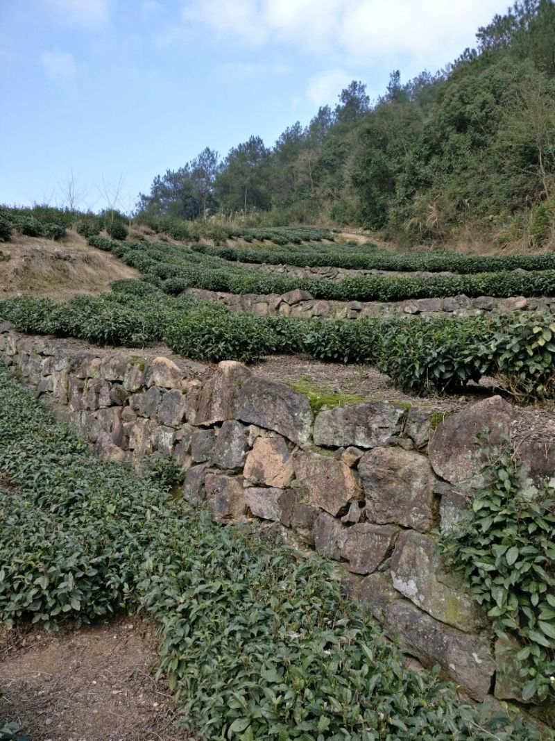 老树茶一级