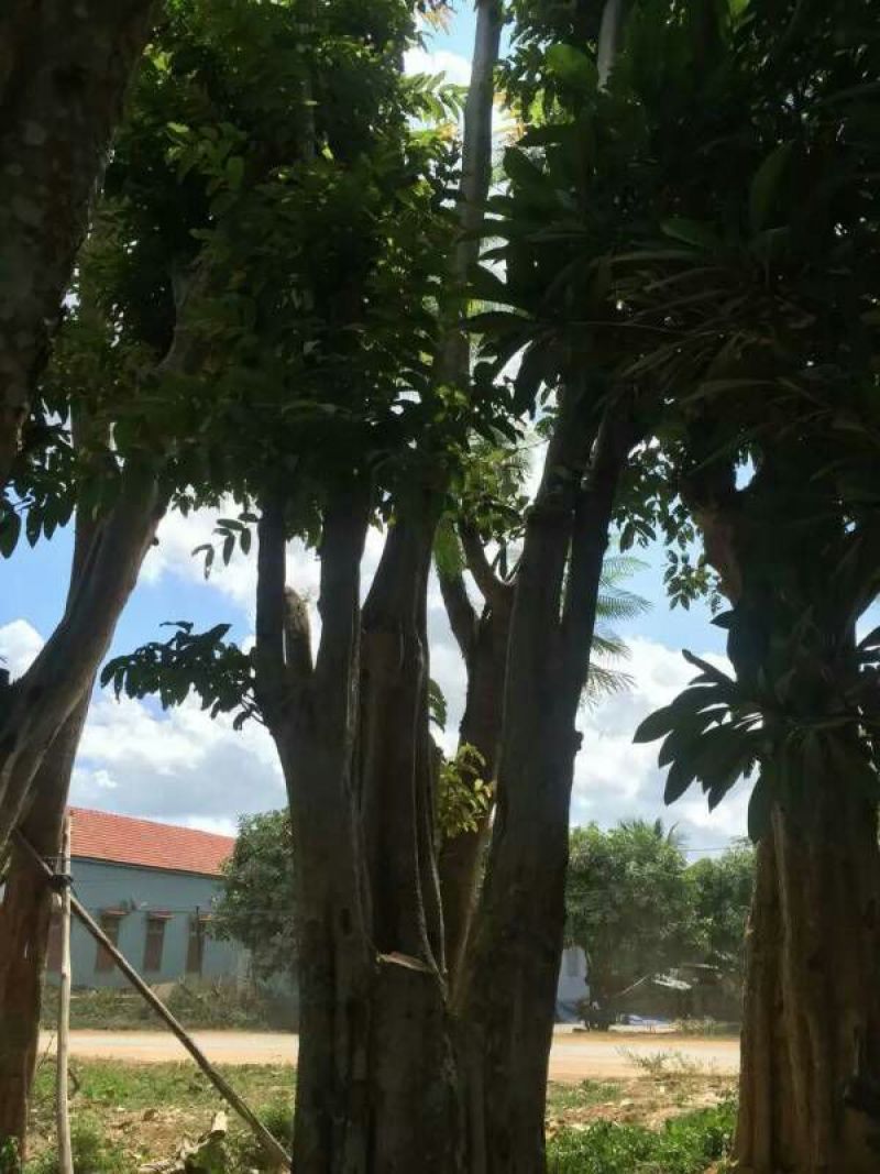秋枫111~140cm
