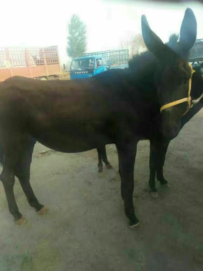 驴肉