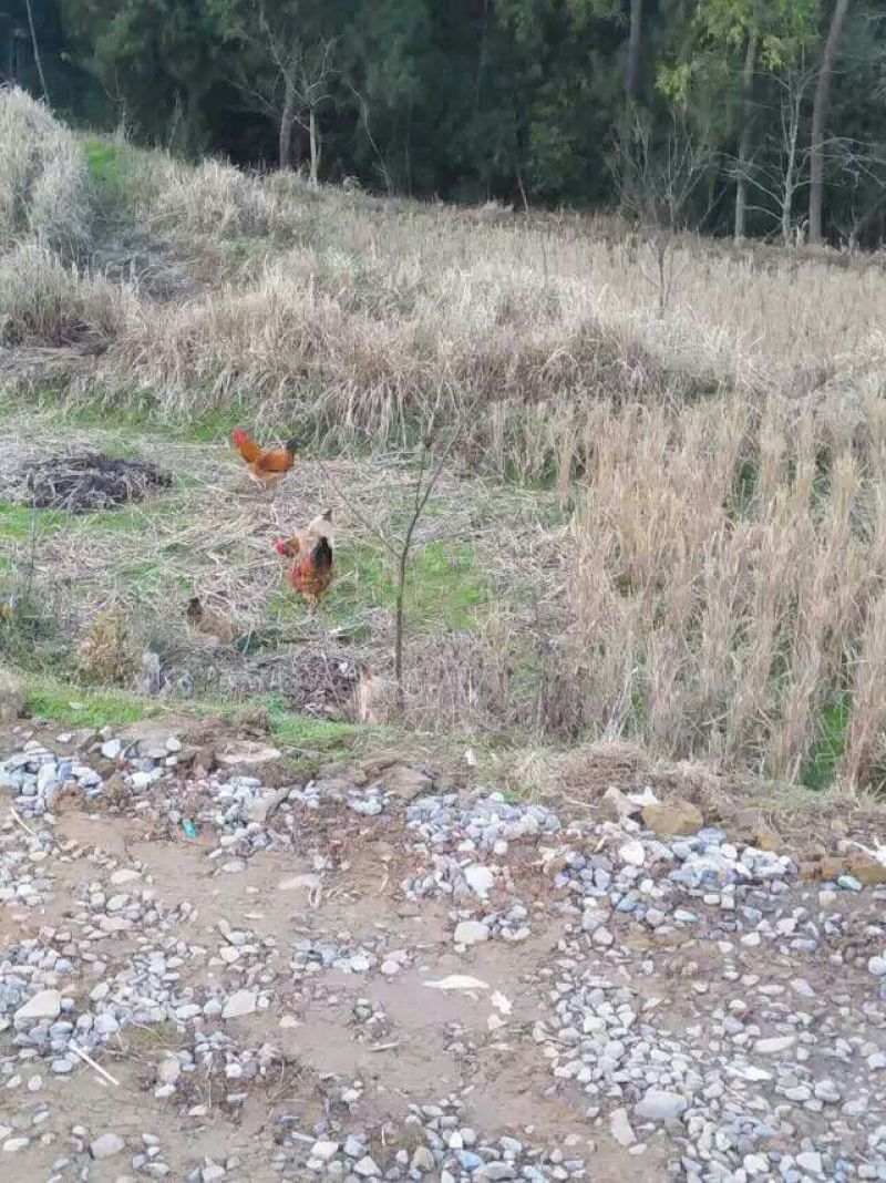 蜀中土鸡12月以上