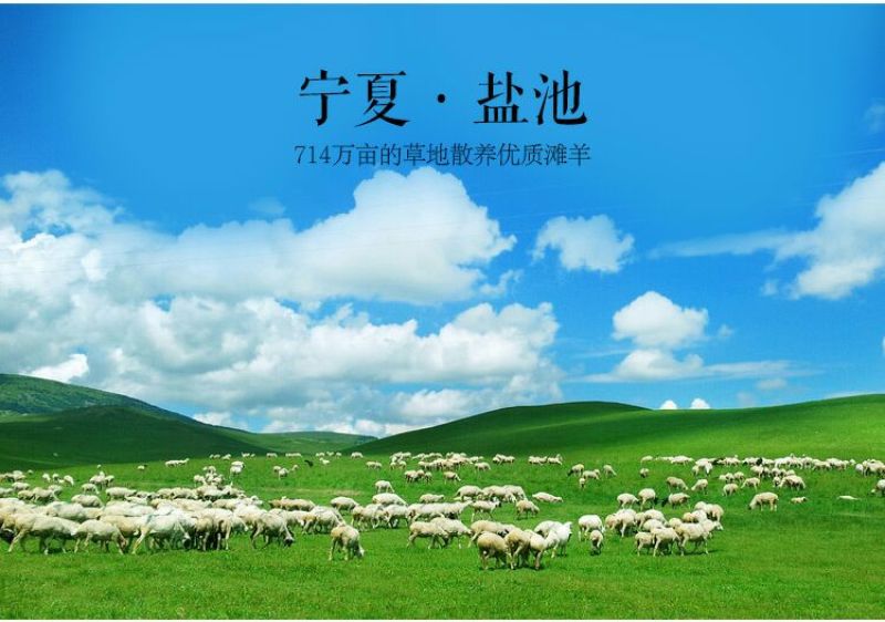 羊寸排是绵羊肉