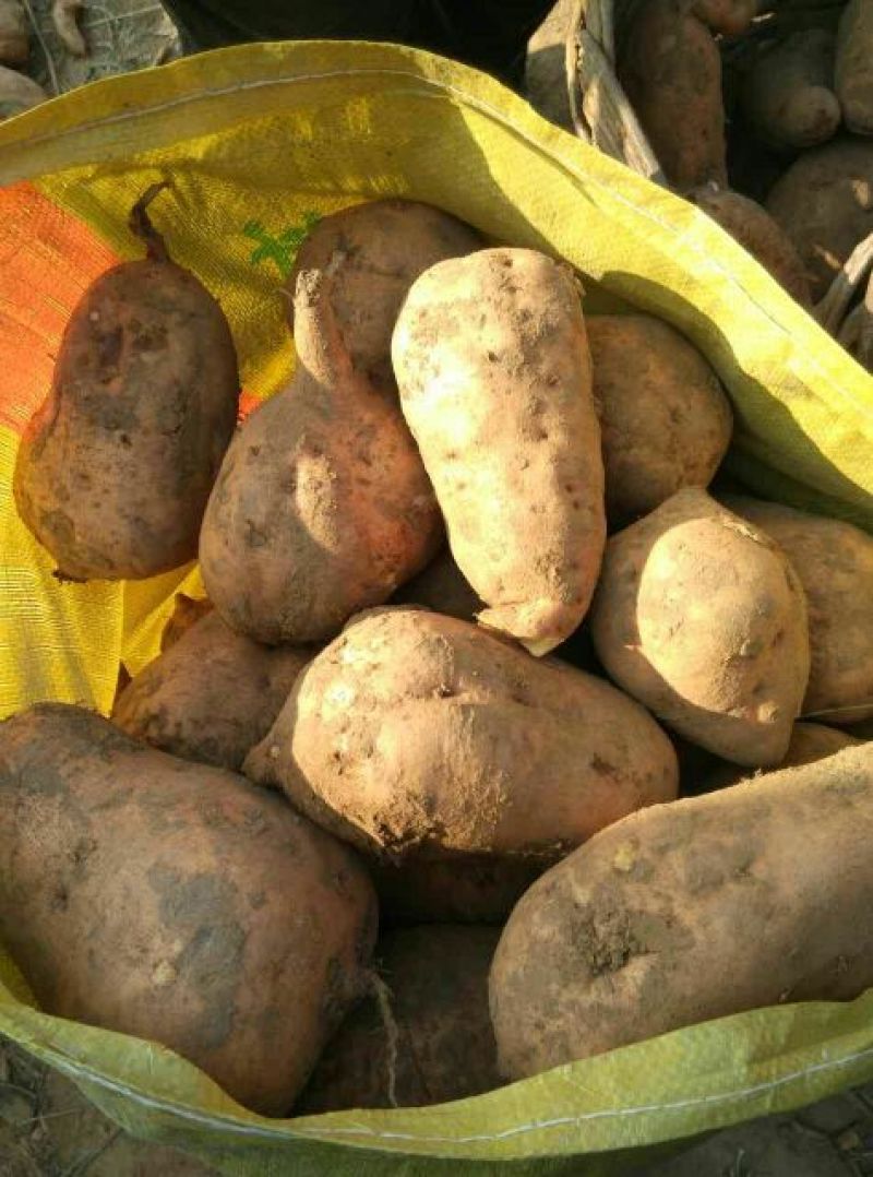 北京553红薯5两以上商品薯黄心