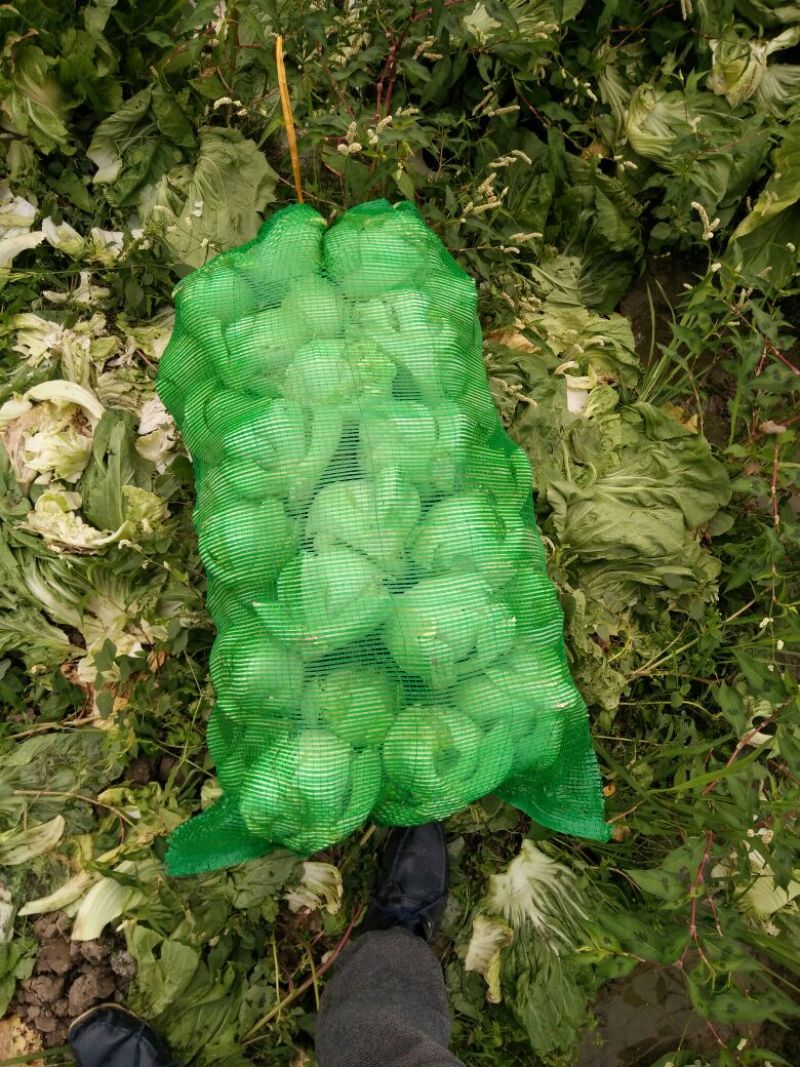 包心芥菜5两以上！产地直接发货