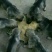 狼青犬母