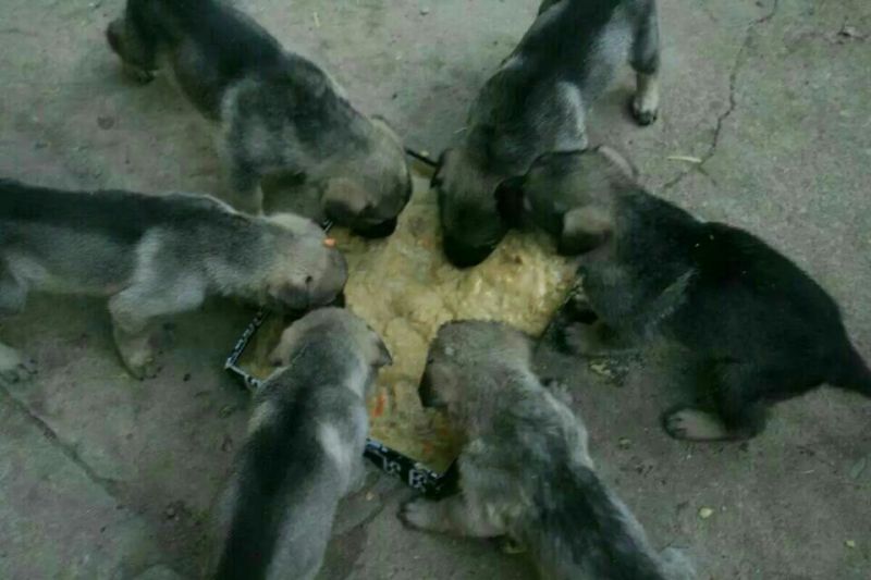 狼青犬母