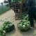 优选湖北基地扁包菜，大量有货质优价廉一手货源现砍现发品质