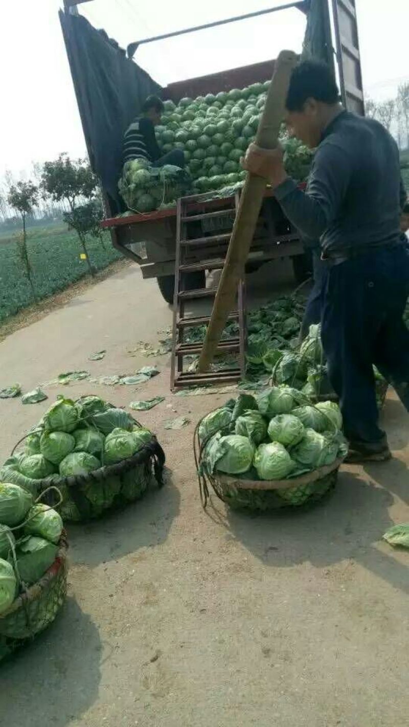 优选湖北基地扁包菜，大量有货质优价廉一手货源现砍现发品质