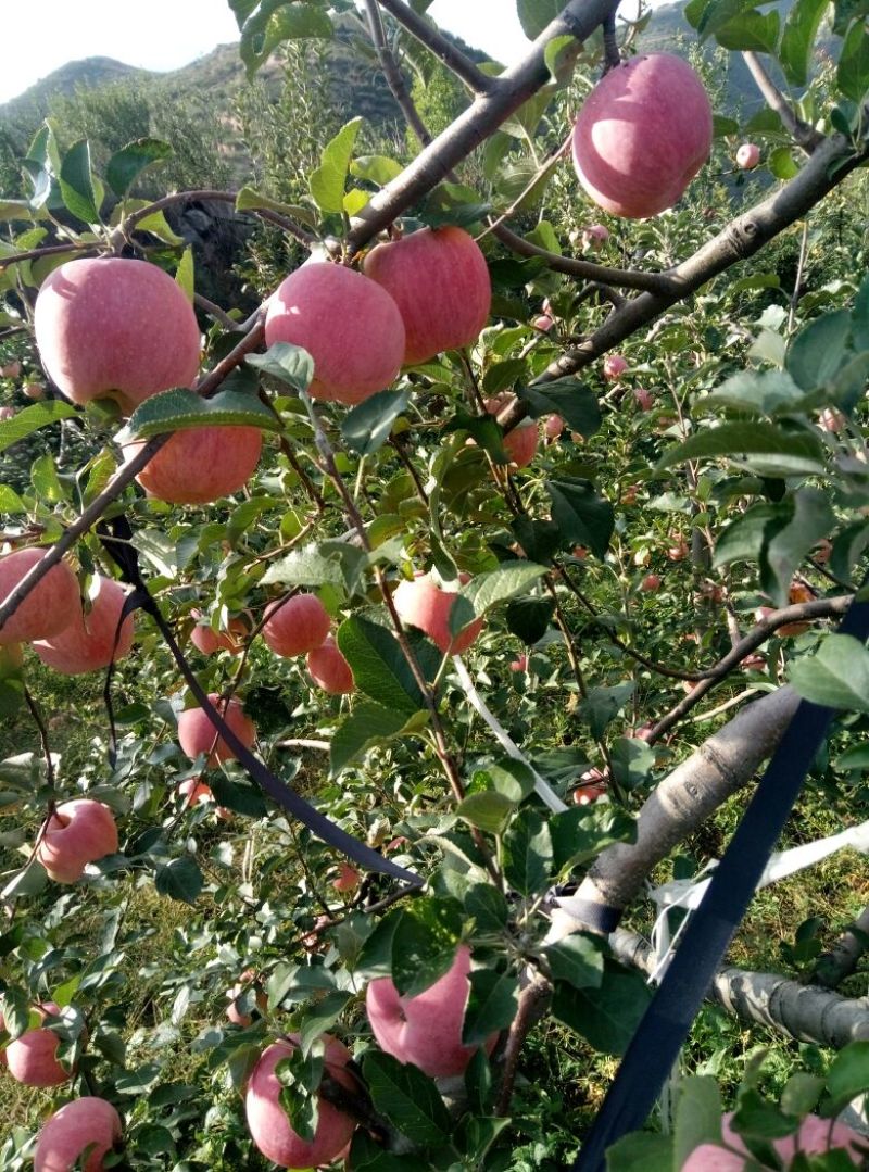 秦冠苹果75mm以上纸+膜袋