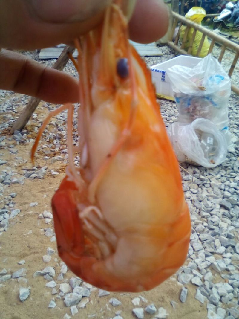 沼虾
