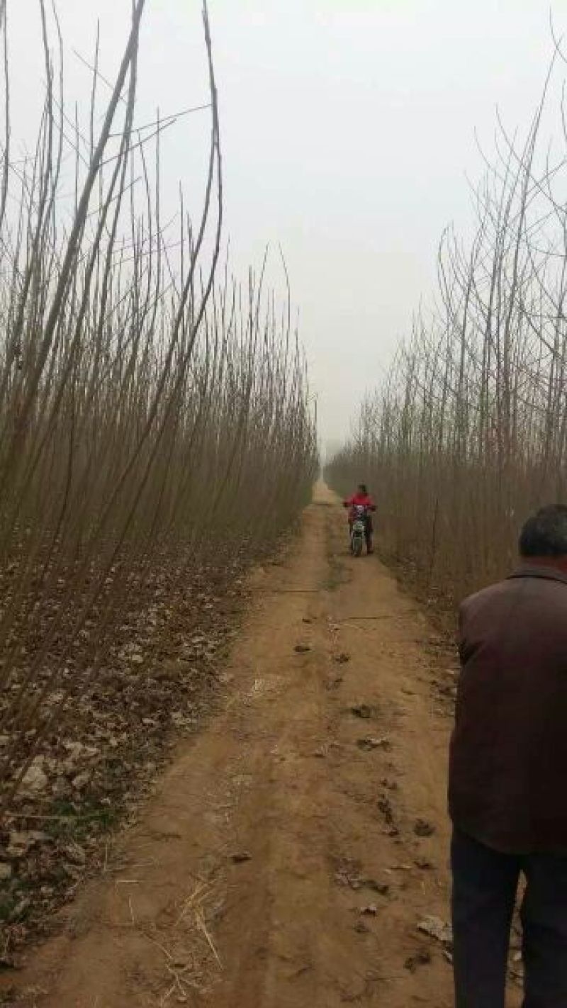 107杨树苗2公分