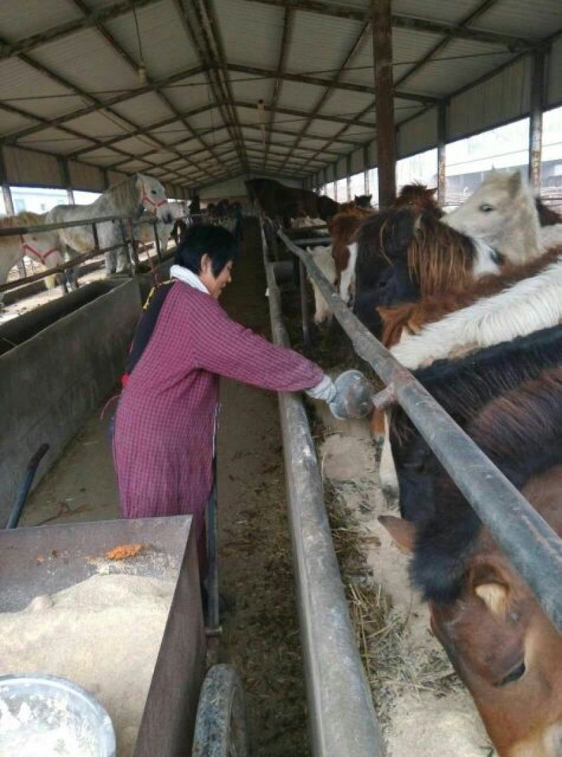 矮马100~200kg