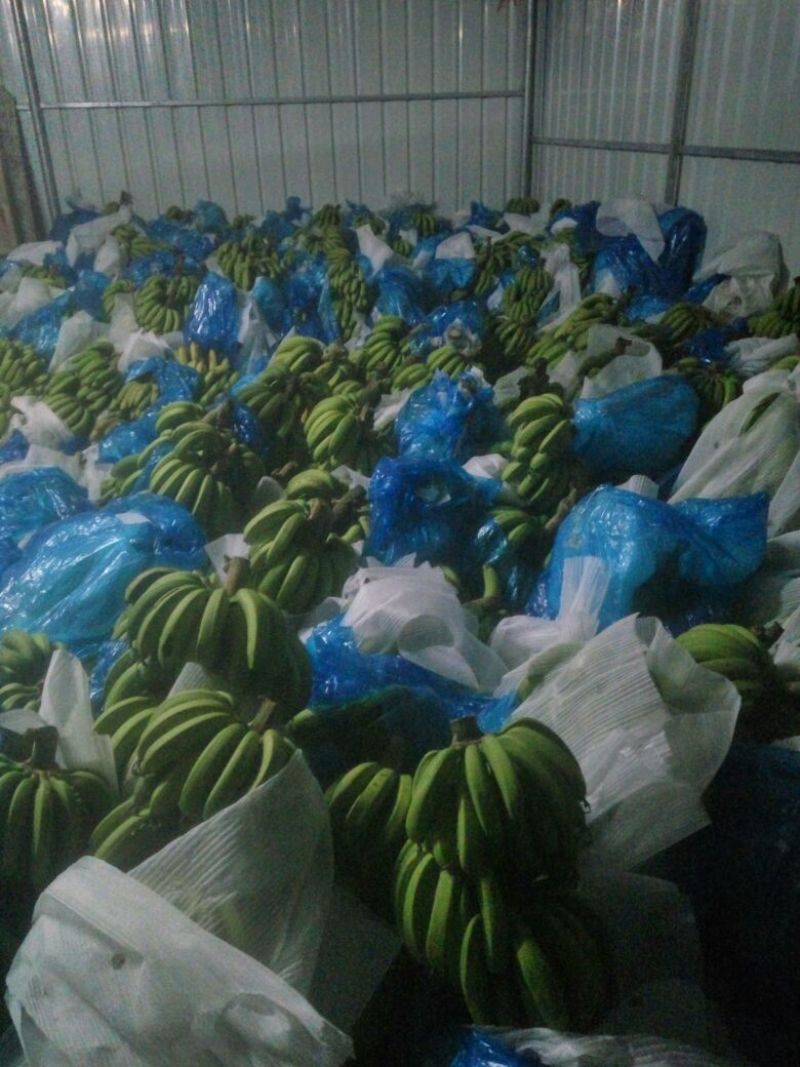 广东香蕉1号七成熟