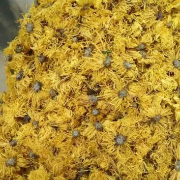 修水金丝皇菊散装花菊花茶