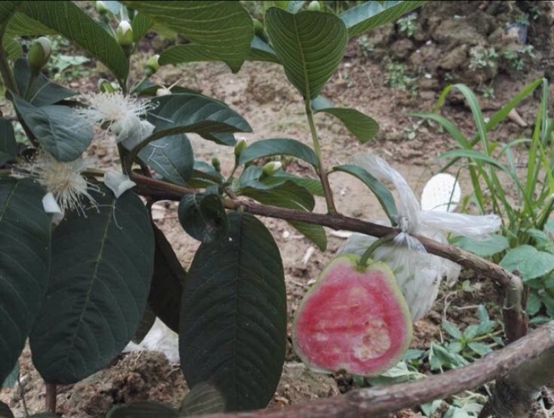 西瓜番石榴苗