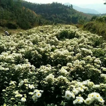 菊花苗麻城市福田河，福白菊苗