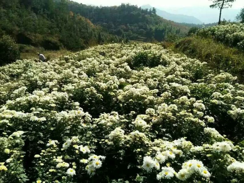 菊花苗麻城市福田河，福白菊苗